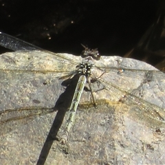 Diphlebia nymphoides (Arrowhead Rockmaster) at Uriarra Village, ACT - Yesterday by Christine