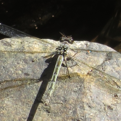 Diphlebia nymphoides (Arrowhead Rockmaster) at Uriarra Village, ACT - 6 Mar 2025 by Christine