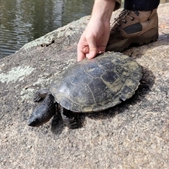 Myuchelys bellii (Western Sawshelled Turtle, Bell's Turtle) at Wallangarra, QLD - 23 Feb 2022 by MichaelBedingfield