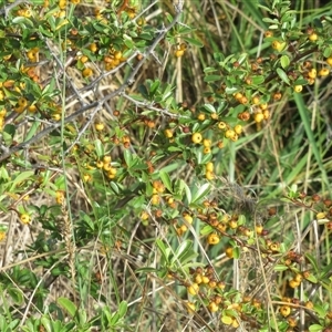 Pyracantha crenulata at Yarralumla, ACT - 7 Mar 2025 07:24 AM