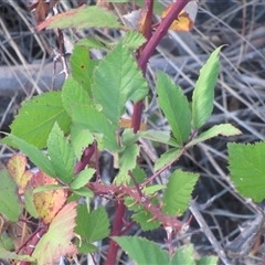 Rubus anglocandicans (Blackberry) at Yarralumla, ACT - 7 Mar 2025 by IdleWanderer