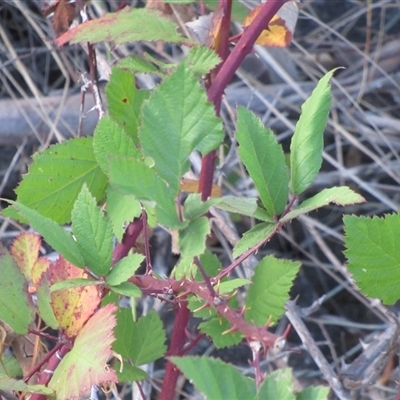 Rubus anglocandicans (Blackberry) at Yarralumla, ACT - 7 Mar 2025 by IdleWanderer