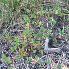 Rubus anglocandicans at Yarralumla, ACT - 7 Mar 2025 07:25 AM