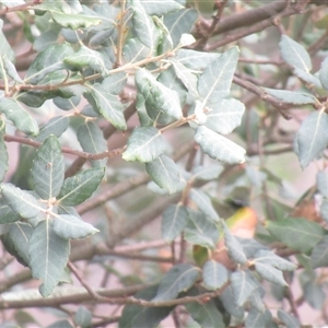 Quercus suber (Cork Oak) at Yarralumla, ACT - 7 Mar 2025 by IdleWanderer