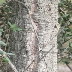 Quercus suber at Yarralumla, ACT - 7 Mar 2025 07:29 AM