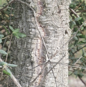 Quercus suber at Yarralumla, ACT - 7 Mar 2025 07:29 AM