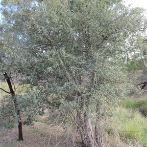 Quercus suber at Yarralumla, ACT - 7 Mar 2025 07:29 AM