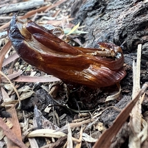 Cossidae (immature) at Cook, ACT - suppressed