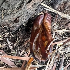 Cossidae (immature) at Cook, ACT - suppressed