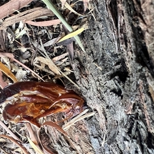 Cossidae (immature) at Cook, ACT - suppressed