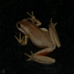 Litoria ewingii (Ewing's Tree Frog) at Freshwater Creek, VIC - 1 Feb 2025 by WendyEM