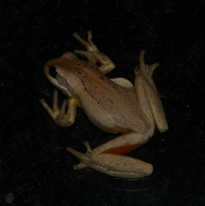 Litoria ewingii (Ewing's Tree Frog) at Freshwater Creek, VIC - 1 Feb 2025 by WendyEM