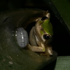 Litoria ewingii (Ewing's Tree Frog) at Freshwater Creek, VIC - 1 Feb 2025 by WendyEM