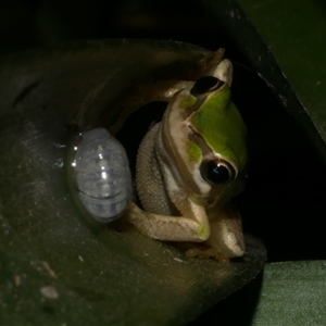 Litoria ewingii (Ewing's Tree Frog) at Freshwater Creek, VIC - 1 Feb 2025 by WendyEM