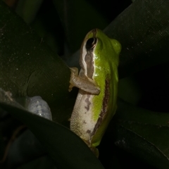 Litoria ewingii at Freshwater Creek, VIC - 1 Feb 2025 09:36 PM