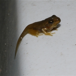 Litoria ewingii (Ewing's Tree Frog) at Freshwater Creek, VIC - 1 Feb 2025 by WendyEM