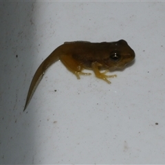 Litoria ewingii at Freshwater Creek, VIC - 1 Feb 2025 09:38 PM