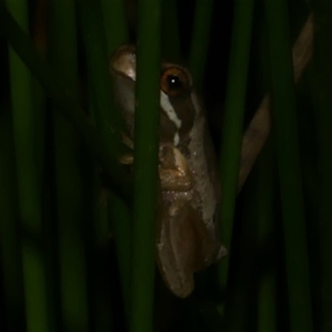 Litoria ewingii at Freshwater Creek, VIC - 1 Feb 2025 09:41 PM