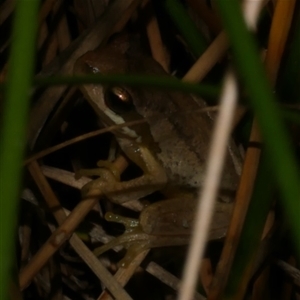 Litoria ewingii (Ewing's Tree Frog) at Freshwater Creek, VIC - 1 Feb 2025 by WendyEM