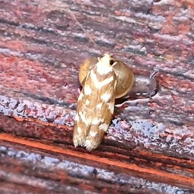 Unidentified Moth (Lepidoptera) by trevorpreston