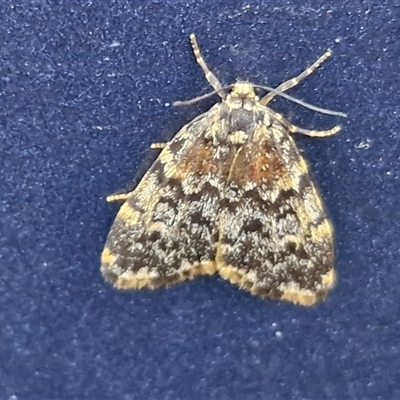 Halone coryphoea (Eastern Halone moth) at Goulburn, NSW - 5 Mar 2025 by trevorpreston