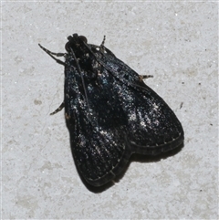 Stericta carbonalis (Charcoal Pyralid) at Freshwater Creek, VIC - 5 Feb 2025 by WendyEM