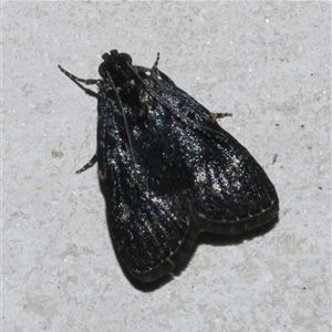 Stericta carbonalis at Freshwater Creek, VIC - 5 Feb 2025 09:58 PM