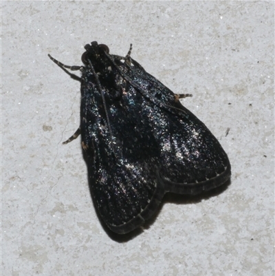 Stericta carbonalis (Charcoal Pyralid) at Freshwater Creek, VIC - 5 Feb 2025 by WendyEM