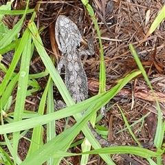 Pogona barbata (Eastern Bearded Dragon) at Copmanhurst, NSW - 6 Mar 2025 by MazzV