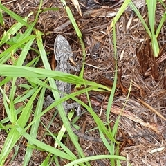 Pogona barbata at Copmanhurst, NSW - suppressed