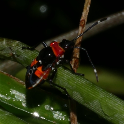 Dindymus versicolor (Harlequin Bug) at Freshwater Creek, VIC - 6 Feb 2025 by WendyEM