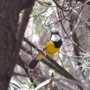 Pachycephala pectoralis (Golden Whistler) at Uriarra Village, ACT - 6 Mar 2025 by Christine