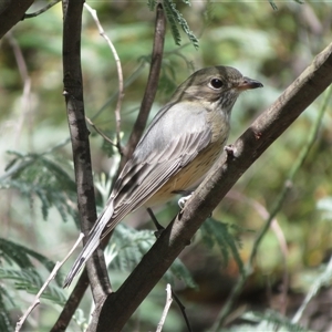 Pachycephala rufiventris (Rufous Whistler) at Uriarra Village, ACT - 6 Mar 2025 by Christine