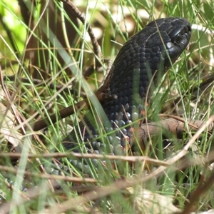 Pseudechis porphyriacus (Red-bellied Black Snake) at Uriarra Village, ACT - 6 Mar 2025 by Christine