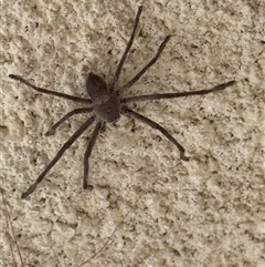 Isopeda or Isopedella sp. (genus) (Huntsman) at Lyons, ACT - Today by ran452