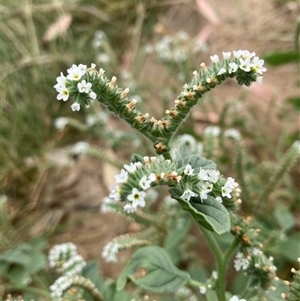 Heliotropium europaeum at Campbell, ACT - Today by SilkeSma