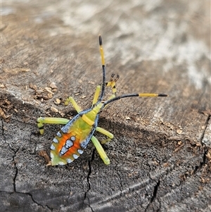 Amorbus sp. (genus) at Burrinjuck, NSW - 7 Mar 2025 12:43 PM