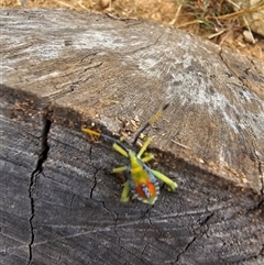 Amorbus sp. (genus) at Burrinjuck, NSW - 7 Mar 2025 12:43 PM