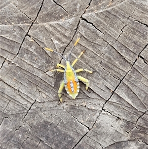 Amorbus sp. (genus) at Burrinjuck, NSW - 7 Mar 2025 12:43 PM