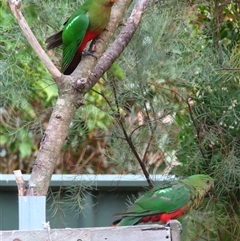 Alisterus scapularis (Australian King-Parrot) at Richardson, ACT - 26 Feb 2025 by MB