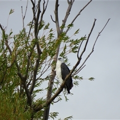 Haliaeetus leucogaster (White-bellied Sea-Eagle) at Fyshwick, ACT - Today by MB