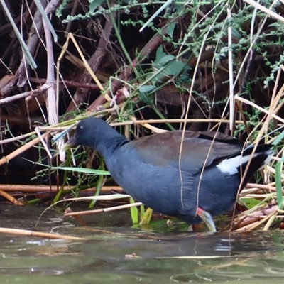 Gallinula tenebrosa (Dusky Moorhen) at Pialligo, ACT - 7 Mar 2025 by MB