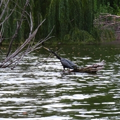 Anhinga novaehollandiae (Australasian Darter) at Pialligo, ACT - 7 Mar 2025 by MB