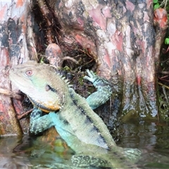 Intellagama lesueurii howittii (Gippsland Water Dragon) at Fyshwick, ACT - 7 Mar 2025 by MB