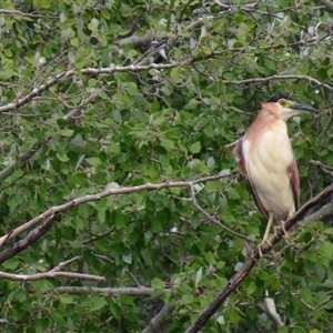 Nycticorax caledonicus at Fyshwick, ACT - 7 Mar 2025 10:04 AM