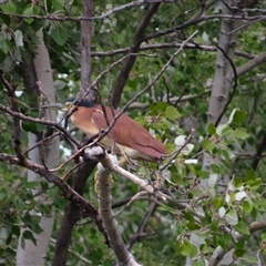 Nycticorax caledonicus at Fyshwick, ACT - 7 Mar 2025 10:04 AM