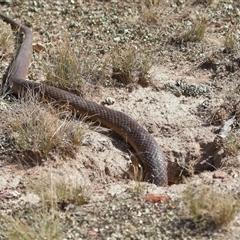 Pseudonaja textilis (Eastern Brown Snake) at Throsby, ACT - 5 Mar 2025 by TimL