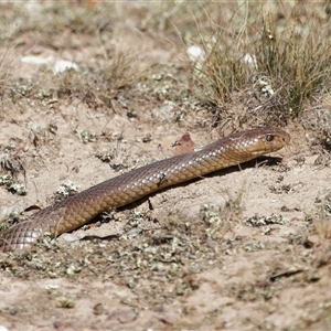 Pseudonaja textilis at Throsby, ACT - 5 Mar 2025 10:58 AM