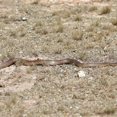 Pseudonaja textilis (Eastern Brown Snake) at Throsby, ACT - 5 Mar 2025 by TimL