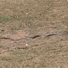 Pseudonaja textilis (Eastern Brown Snake) at Throsby, ACT - 5 Mar 2025 by TimL